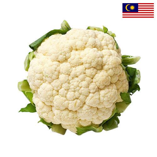 Капуста цветная из Малайзии