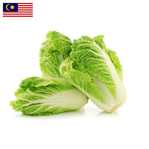 Капуста китайская из Малайзии