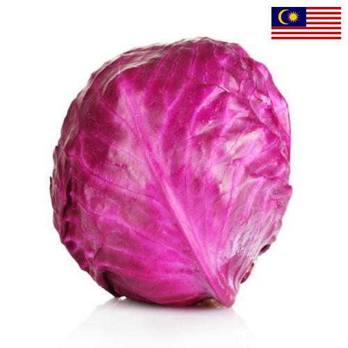 Капуста краснокочанная из Малайзии