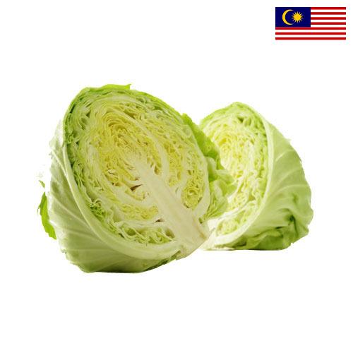 Капуста из Малайзии