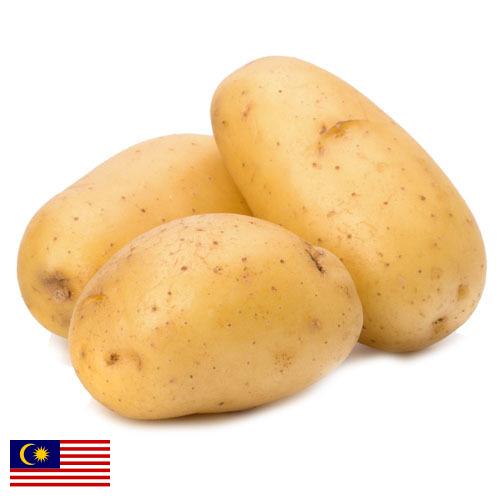 картошка из Малайзии