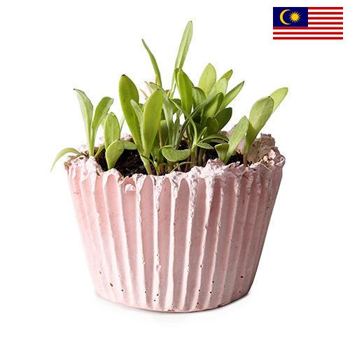 Кашпо из Малайзии