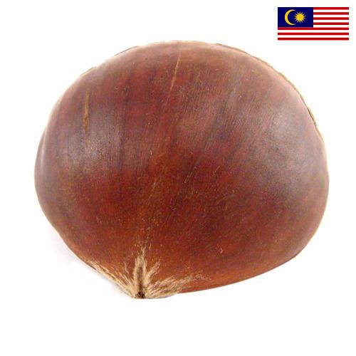 Каштан из Малайзии