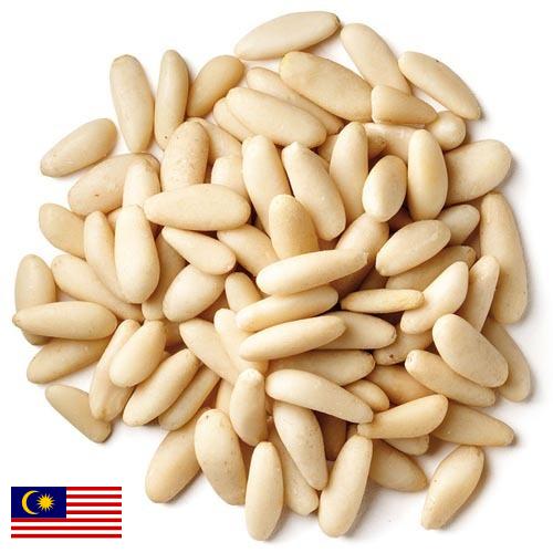 Кедровые орехи из Малайзии