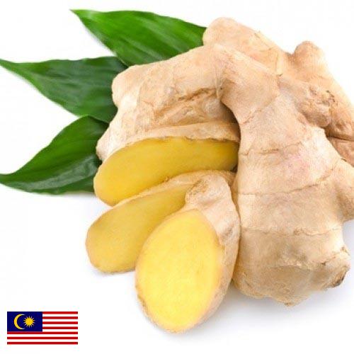 корень имбиря из Малайзии