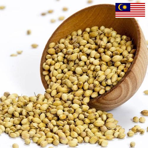 Кориандр из Малайзии