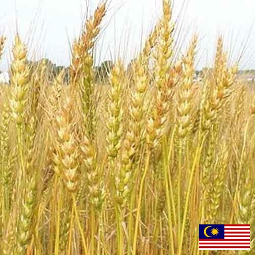 Кормовые культуры из Малайзии