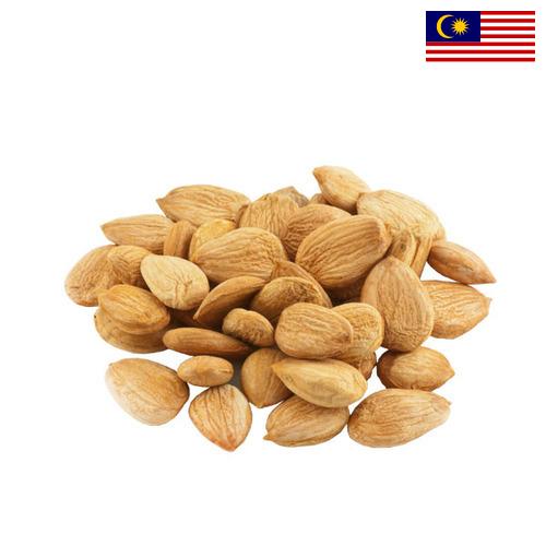 косточки абрикоса из Малайзии