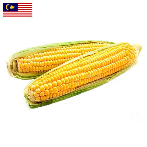 Кукуруза из Малайзии