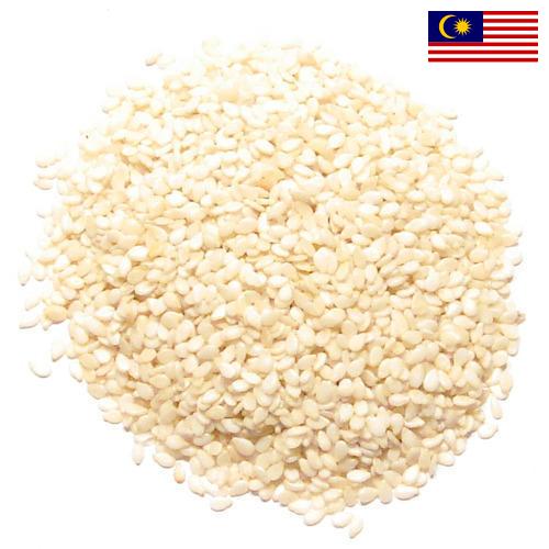 кунжут семена из Малайзии