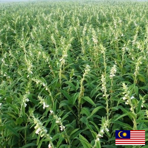 Кунжут из Малайзии