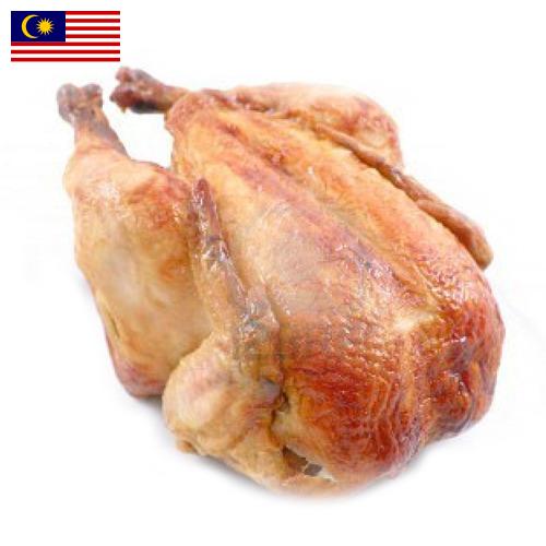 Кура из Малайзии