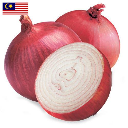 Лук красный из Малайзии