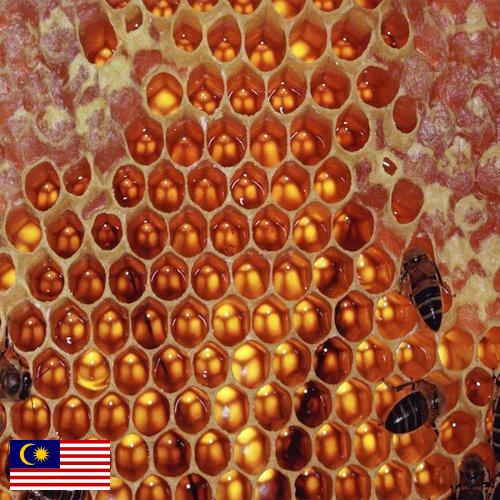 мед оборудование из Малайзии