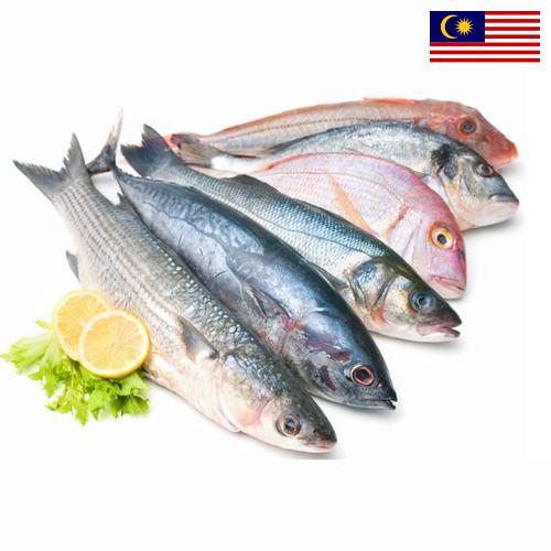 Морепродукты из Малайзии