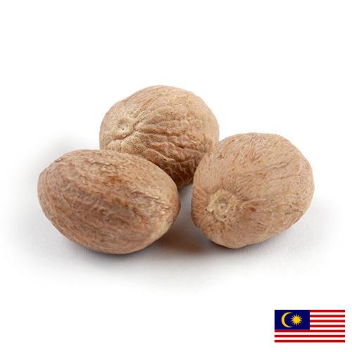 Мускатный орех из Малайзии