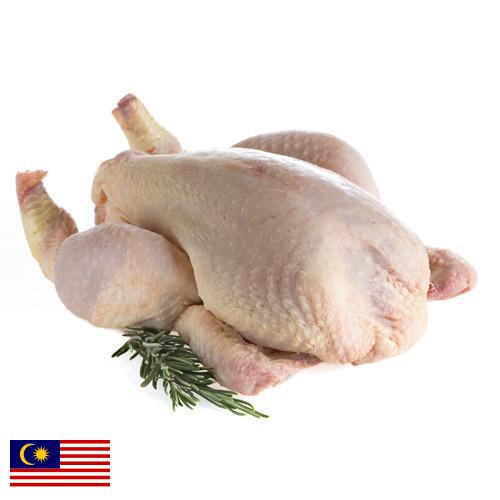 мясо птицы тушка из Малайзии