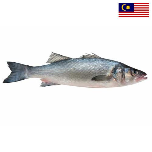 Окунь морской из Малайзии