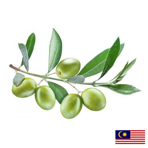 Оливки из Малайзии