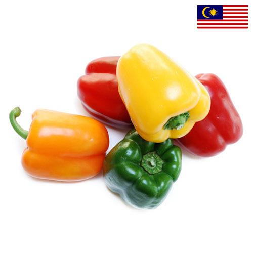 перец болгарский свежий из Малайзии