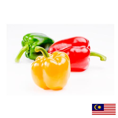 Перец сладкий из Малайзии