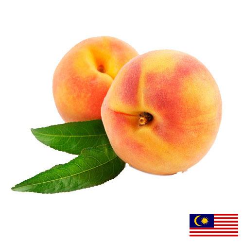 Персики из Малайзии