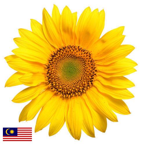 Подсолнечник из Малайзии