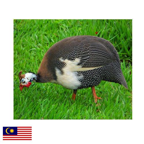 птица из Малайзии