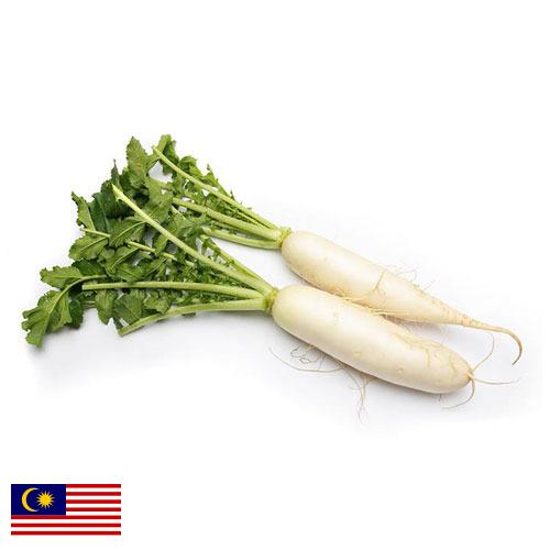 редис свежий из Малайзии