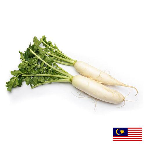 Редька из Малайзии