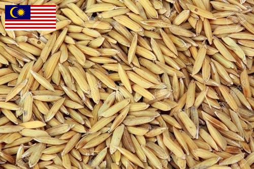 рис сырец из Малайзии