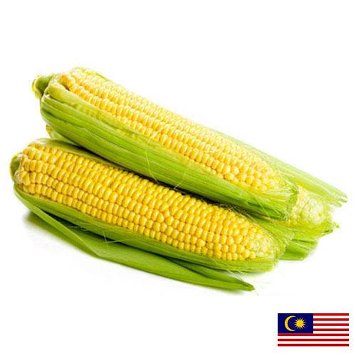 Сахарная кукуруза из Малайзии
