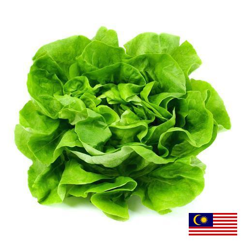 салат из Малайзии