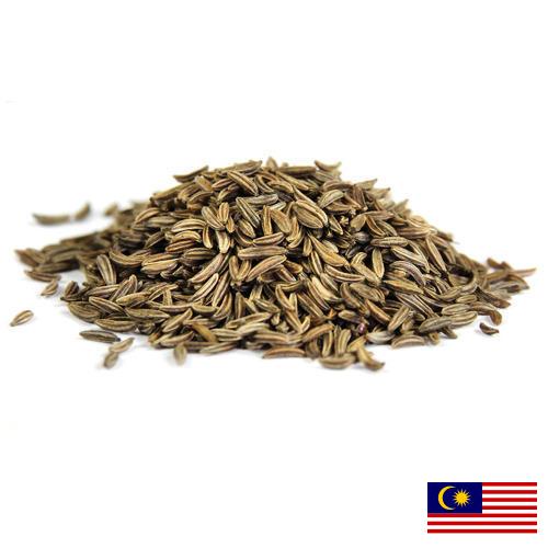Семена фенхеля из Малайзии