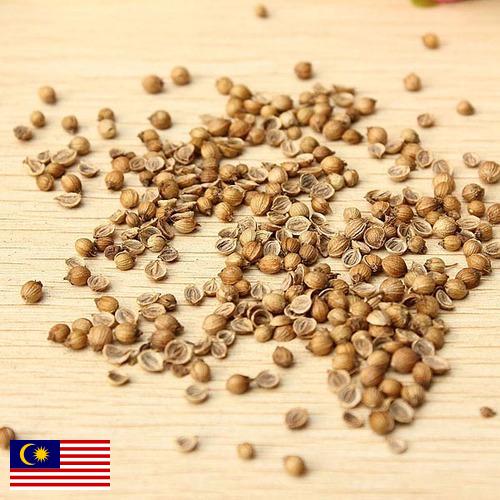 Семена овощей из Малайзии