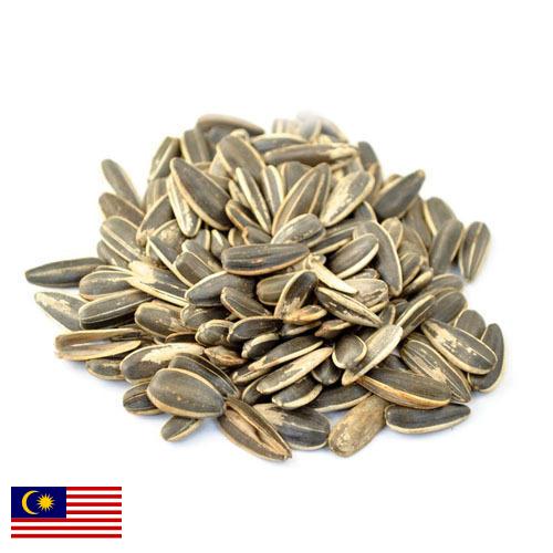 Семена подсолнечника из Малайзии