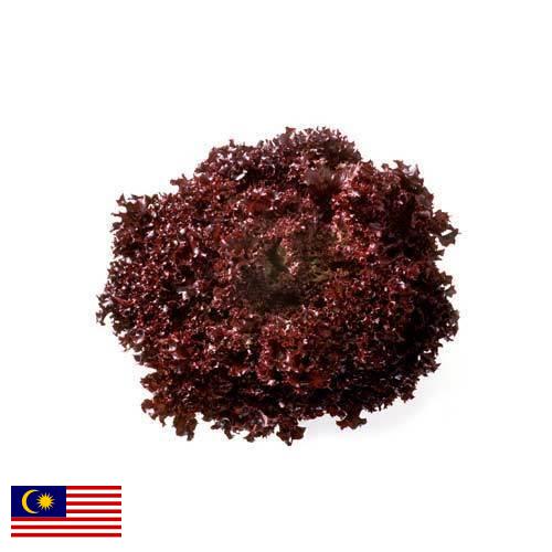 Семена салата из Малайзии