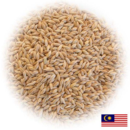 семена трав из Малайзии