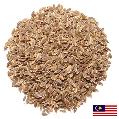 Семена укропа из Малайзии