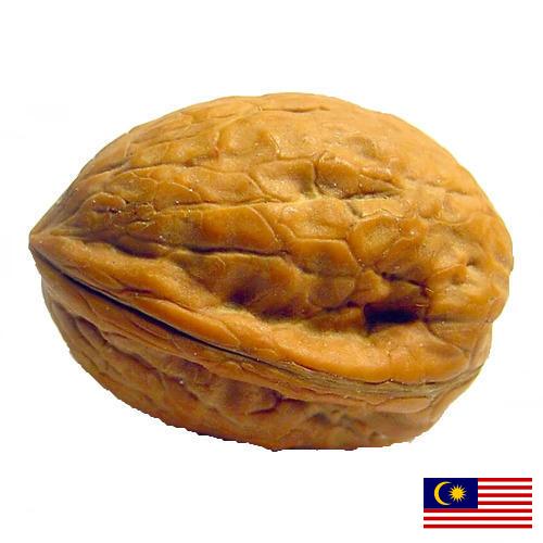 Скорлупа грецкого ореха из Малайзии