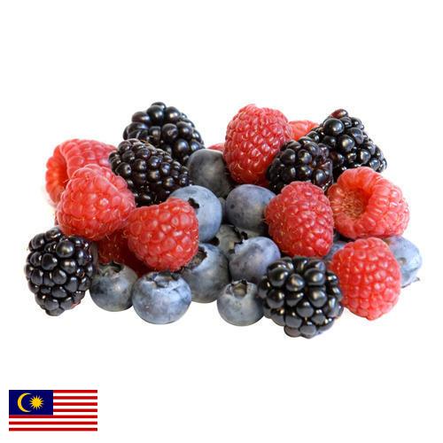 сублимированные ягоды из Малайзии