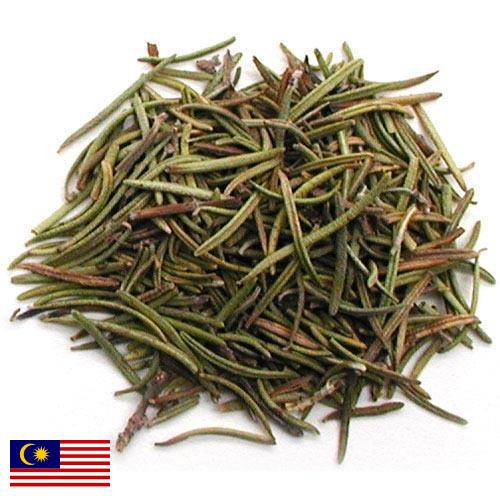 Травы сушеные из Малайзии