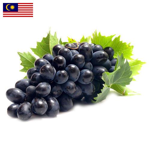 Виноград из Малайзии