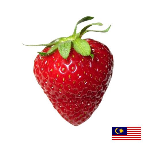 Земляника из Малайзии