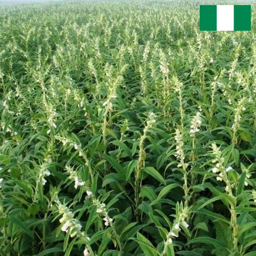 Кунжут из Нигерии