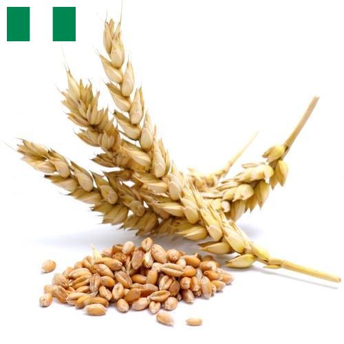 Пшеница из Нигерии