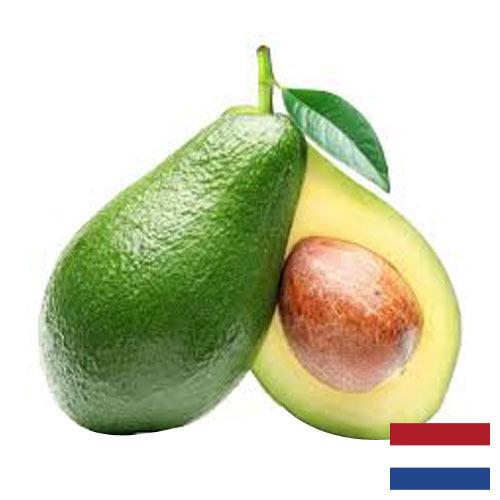 Авокадо из Нидерландов