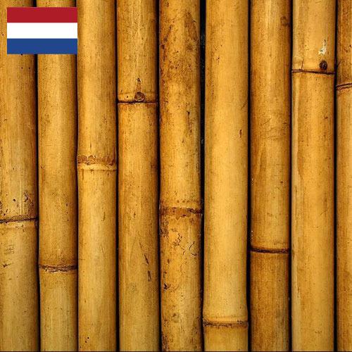 Бамбук из Нидерландов