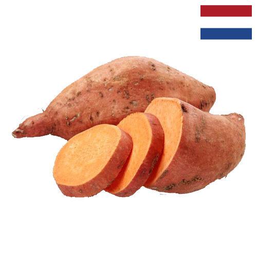 батат из Нидерландов