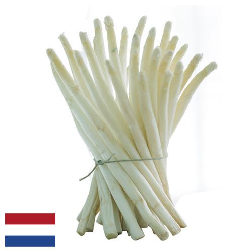 белая спаржа из Нидерландов